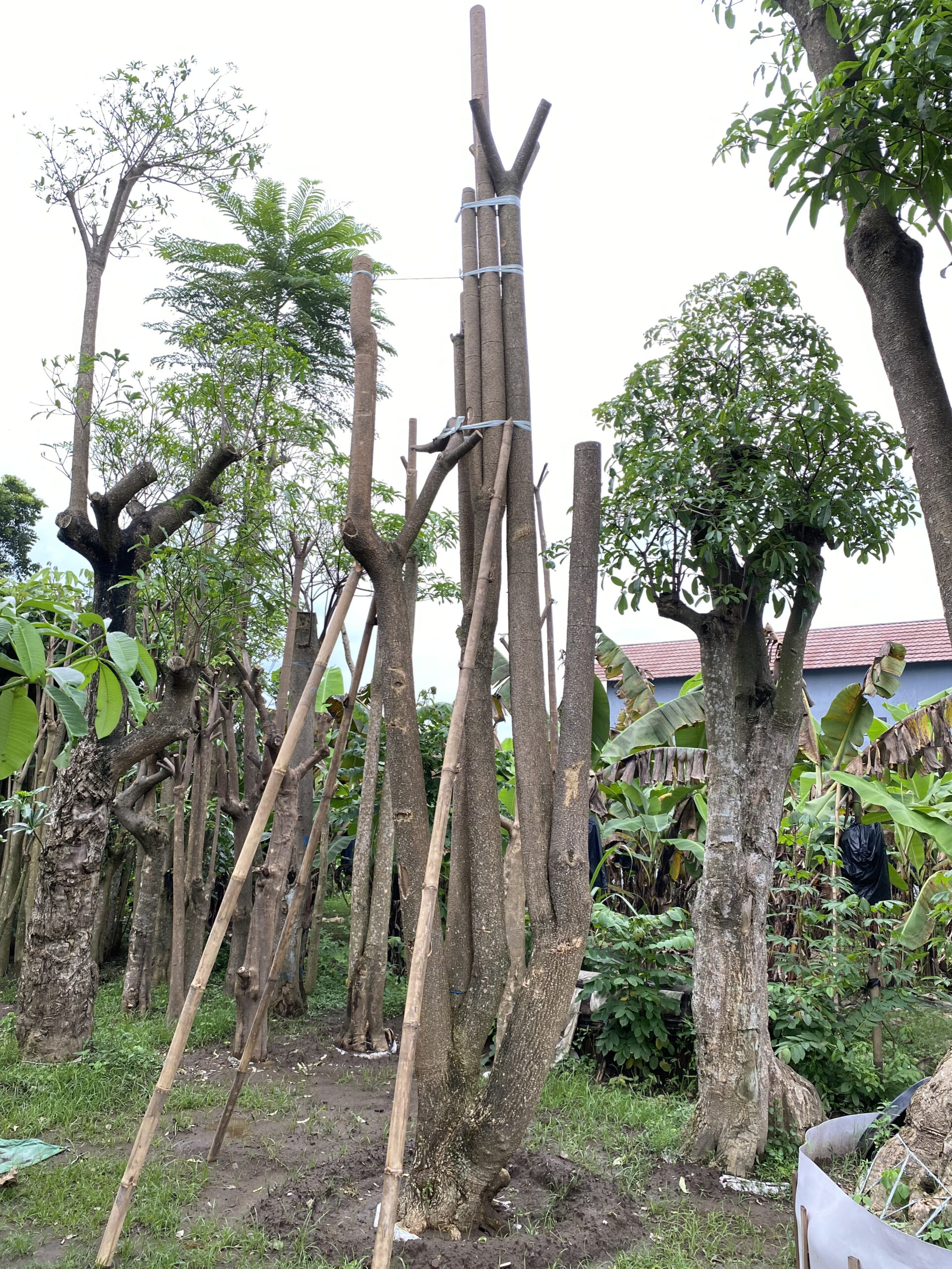 starlight succulent starlight succulent