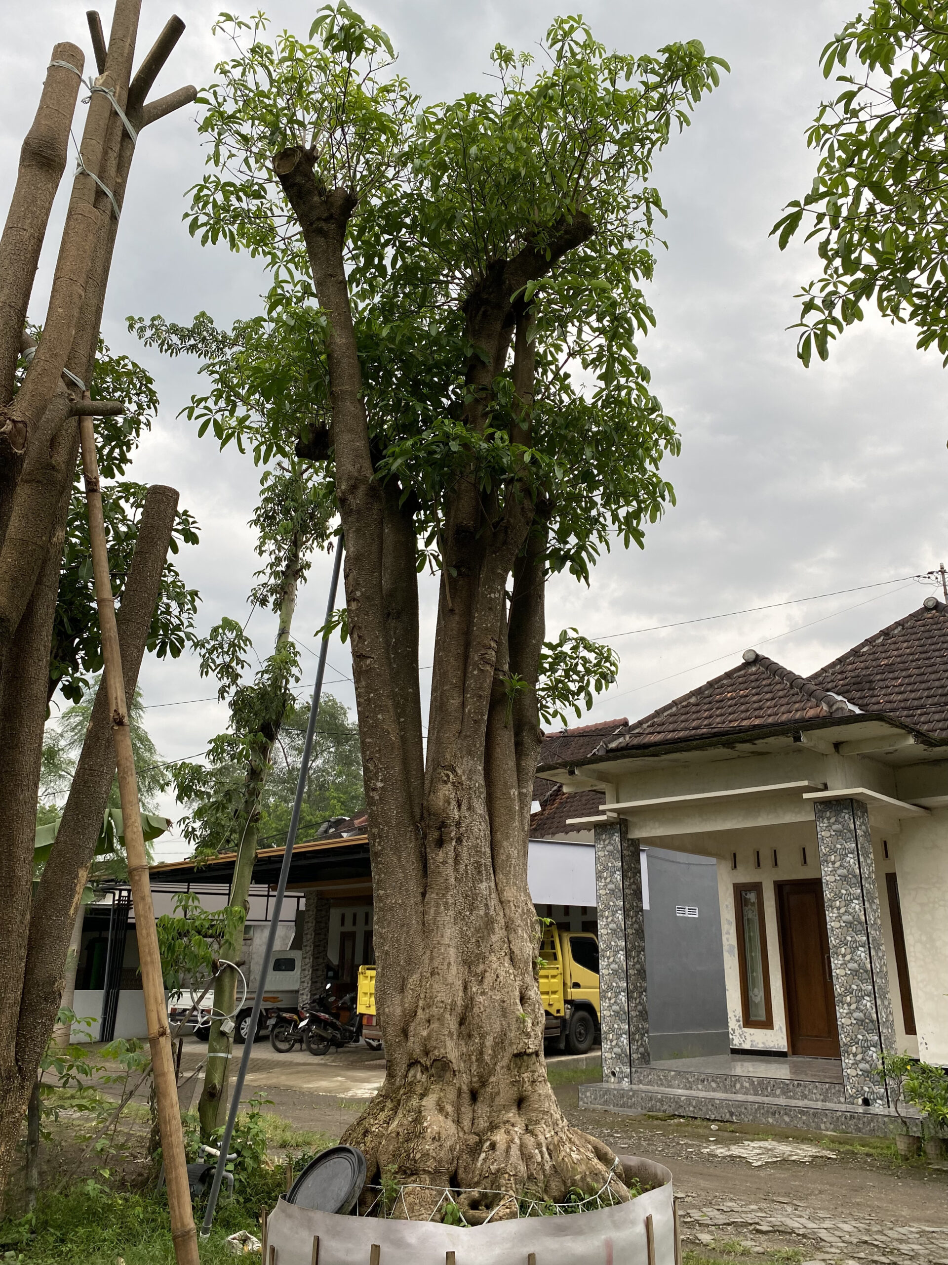 starlight succulent starlight succulent