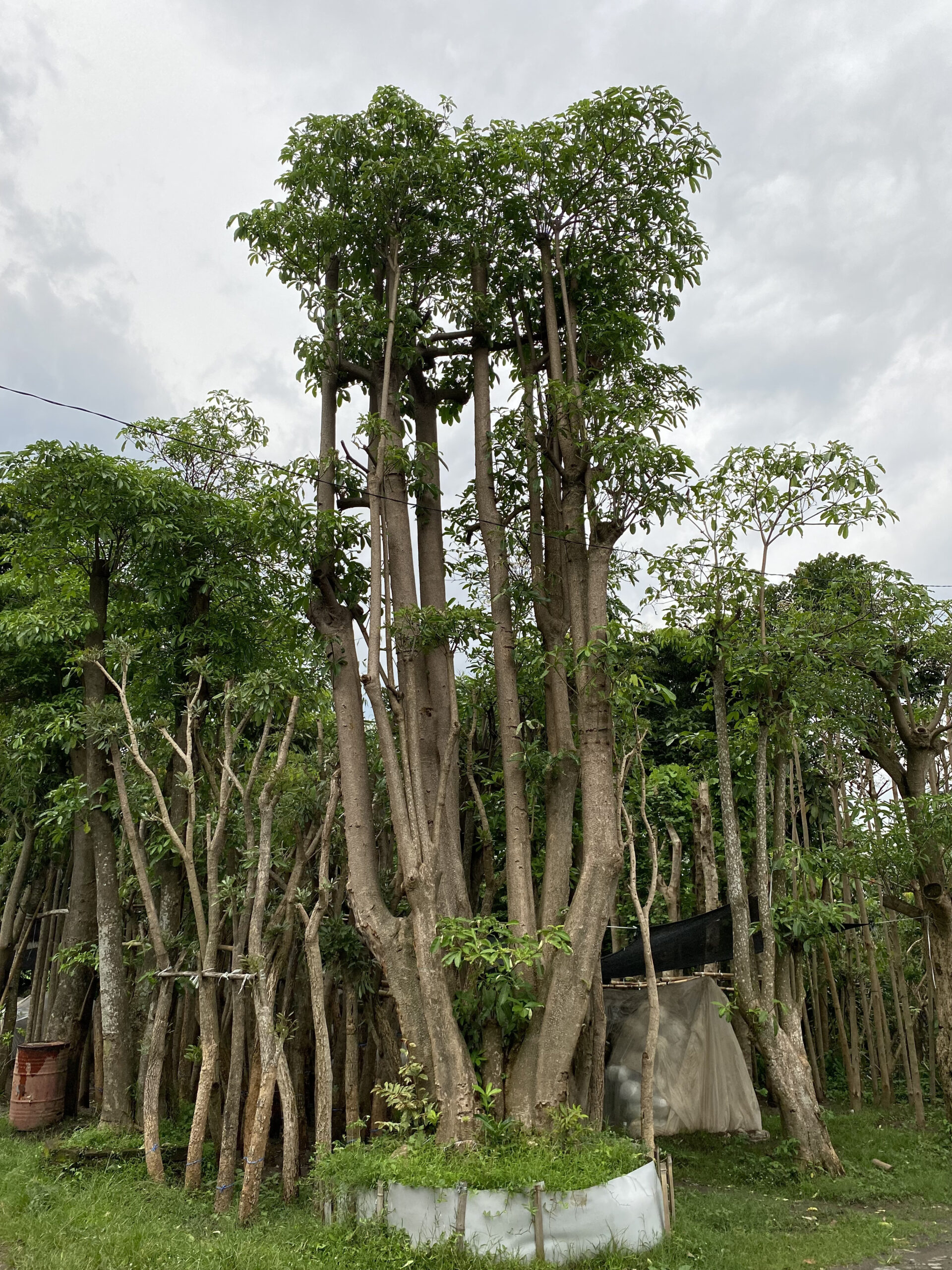 starlight succulent starlight succulent