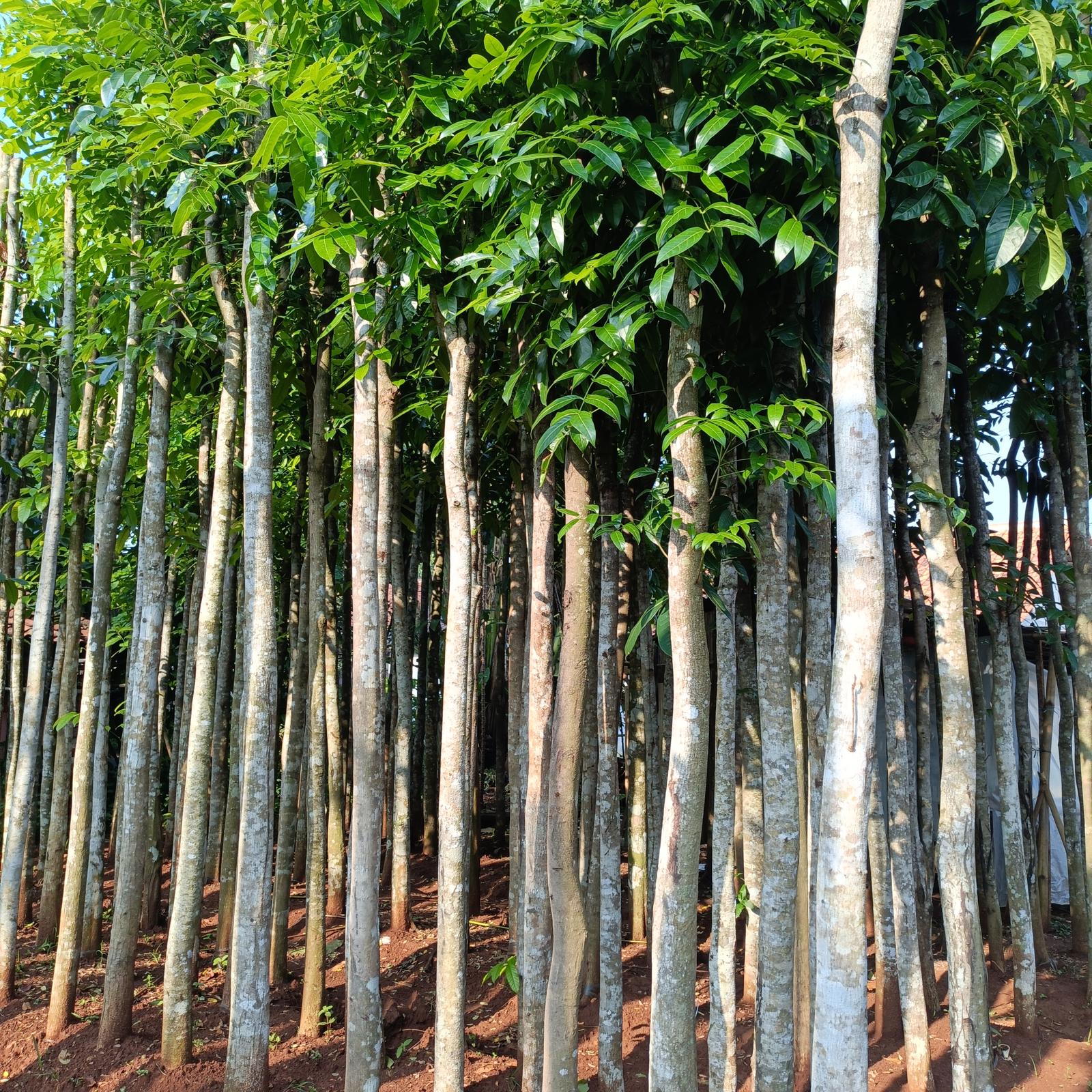 850980a6 8f2c 4b06 8731 4ce5fc113f2f.jpg~tplv aphluv4xwc white pad v1 1600 1600