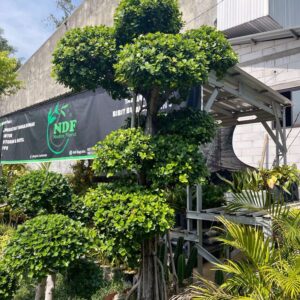 bonsai dolar berkarakter