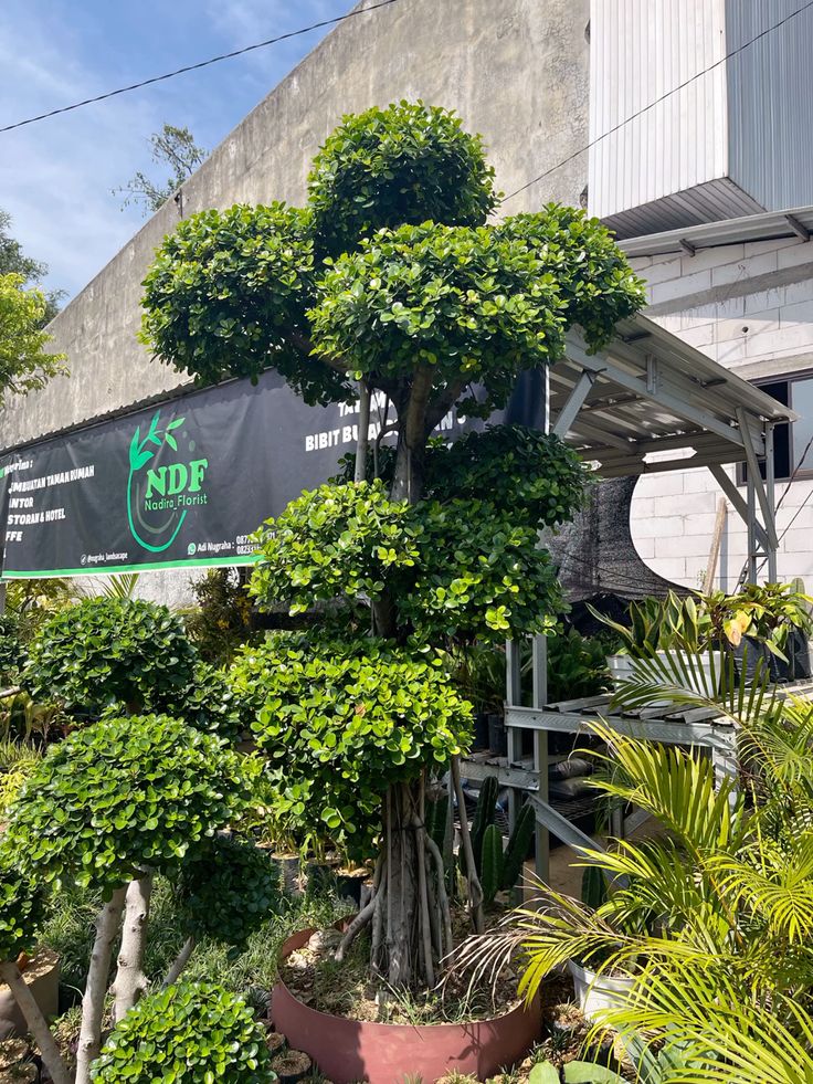 bonsai dolar berkarakter