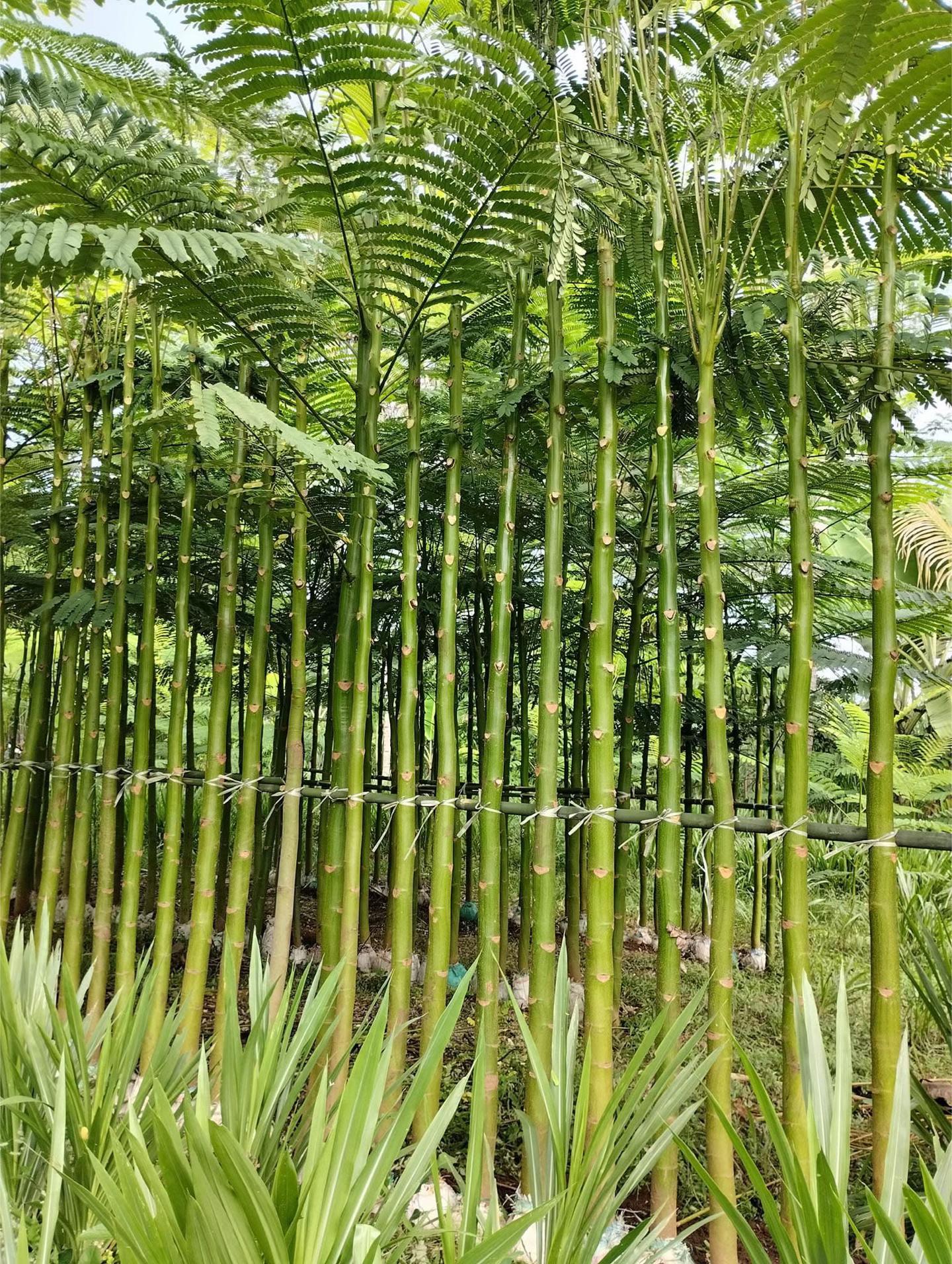 tiksave.io 7586132032892177685 5