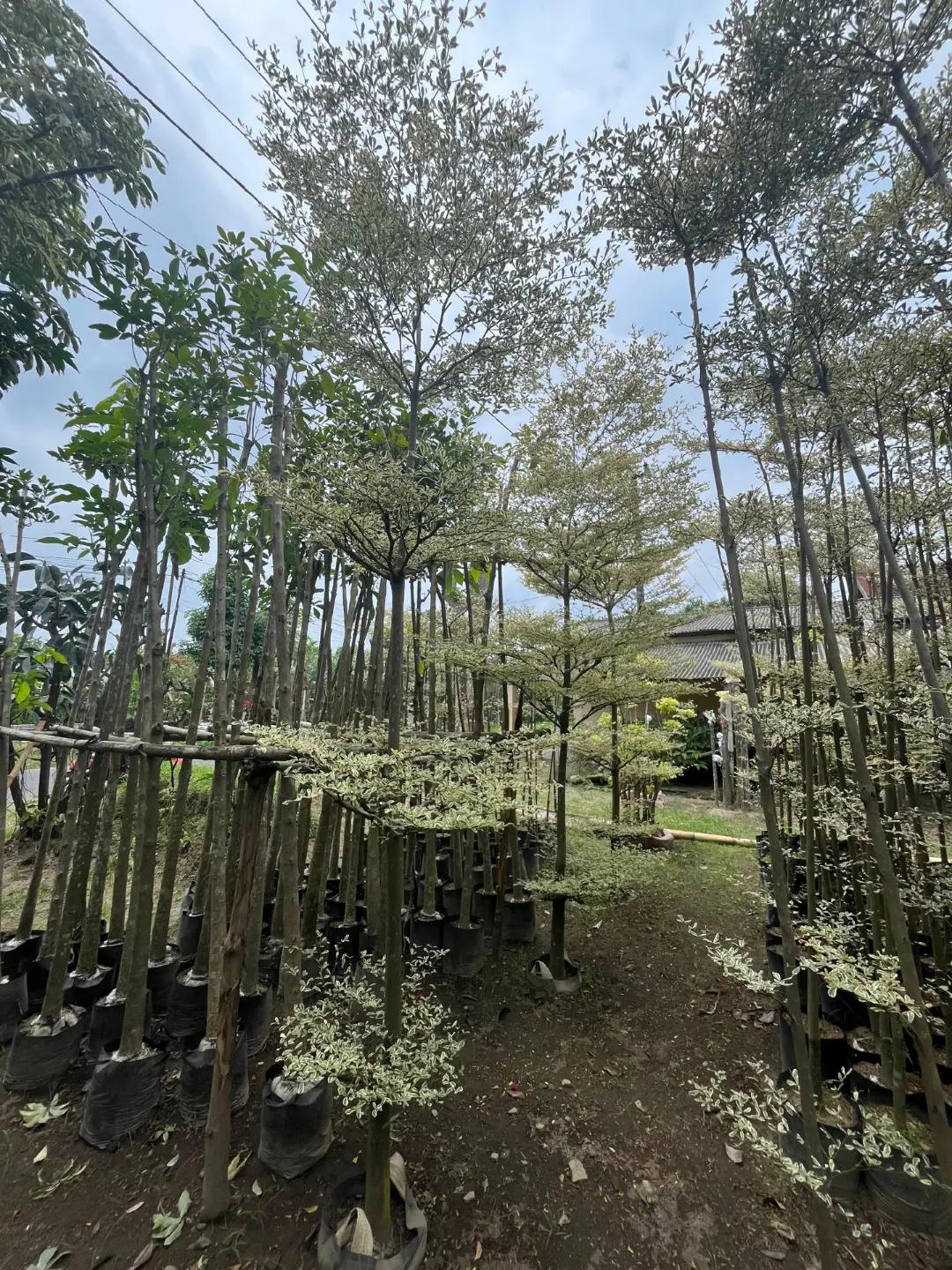 tiksave.io 7599546507213163784 4