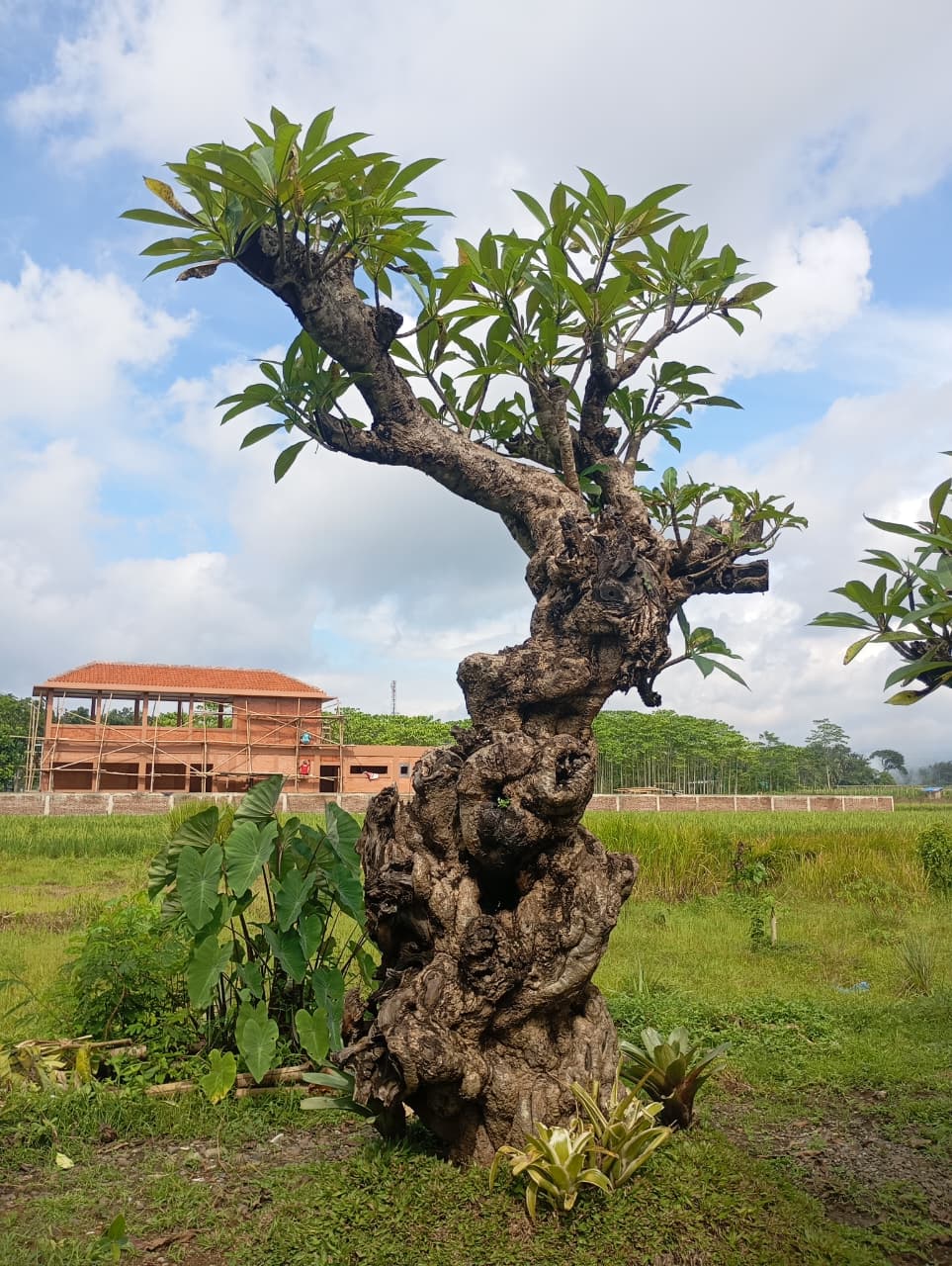 kamboja fosil berkarakter