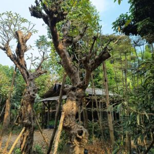 kamboja fosil berkarakter